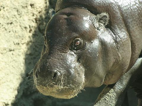 Pygmy Hippopotamus