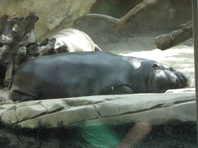 Pygmy Hippopotamus