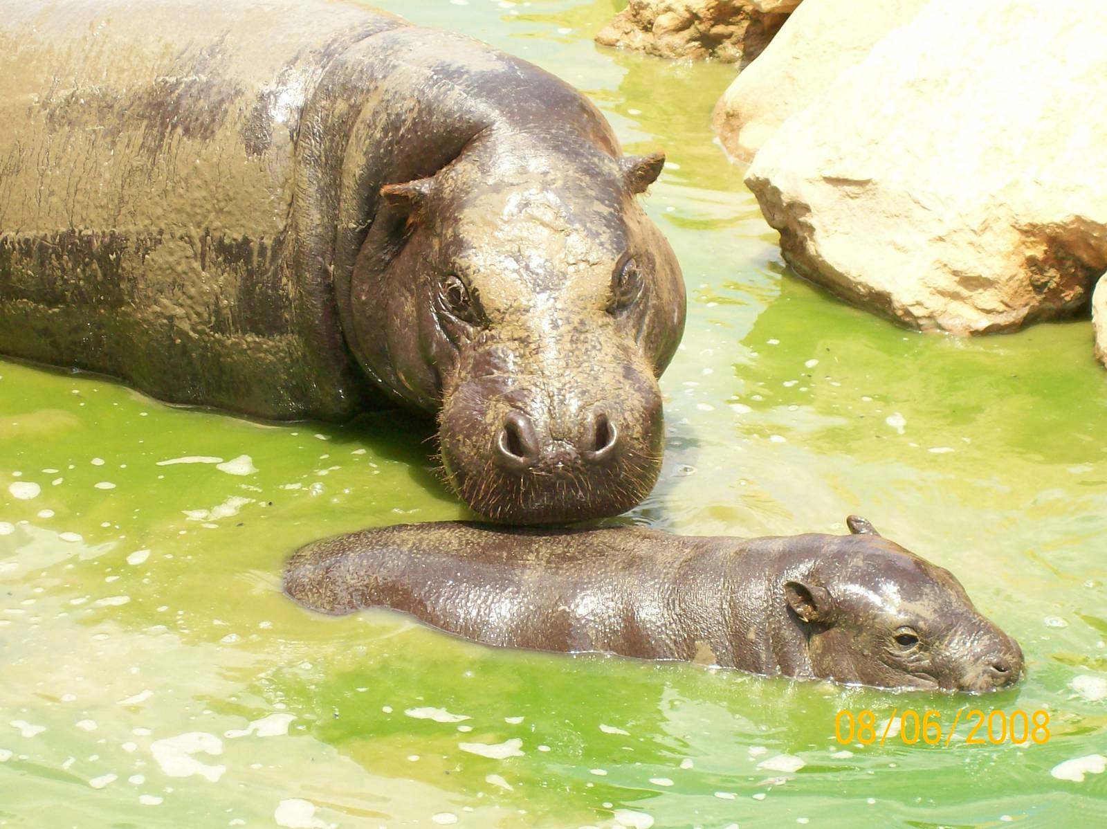 Pygmy hippopotamus