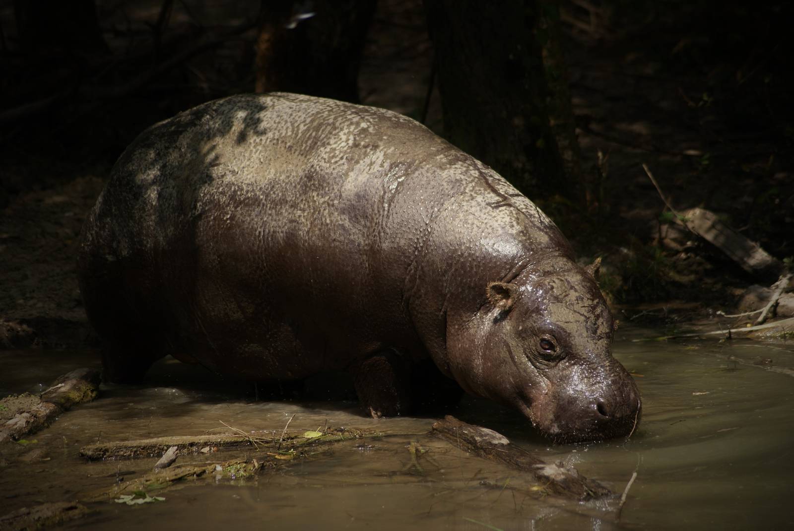 Pygmy hippopotamus