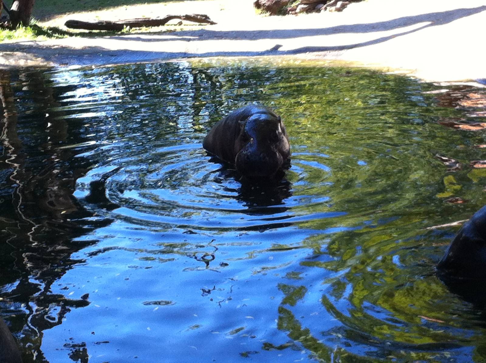 Pygmy hippopotamus