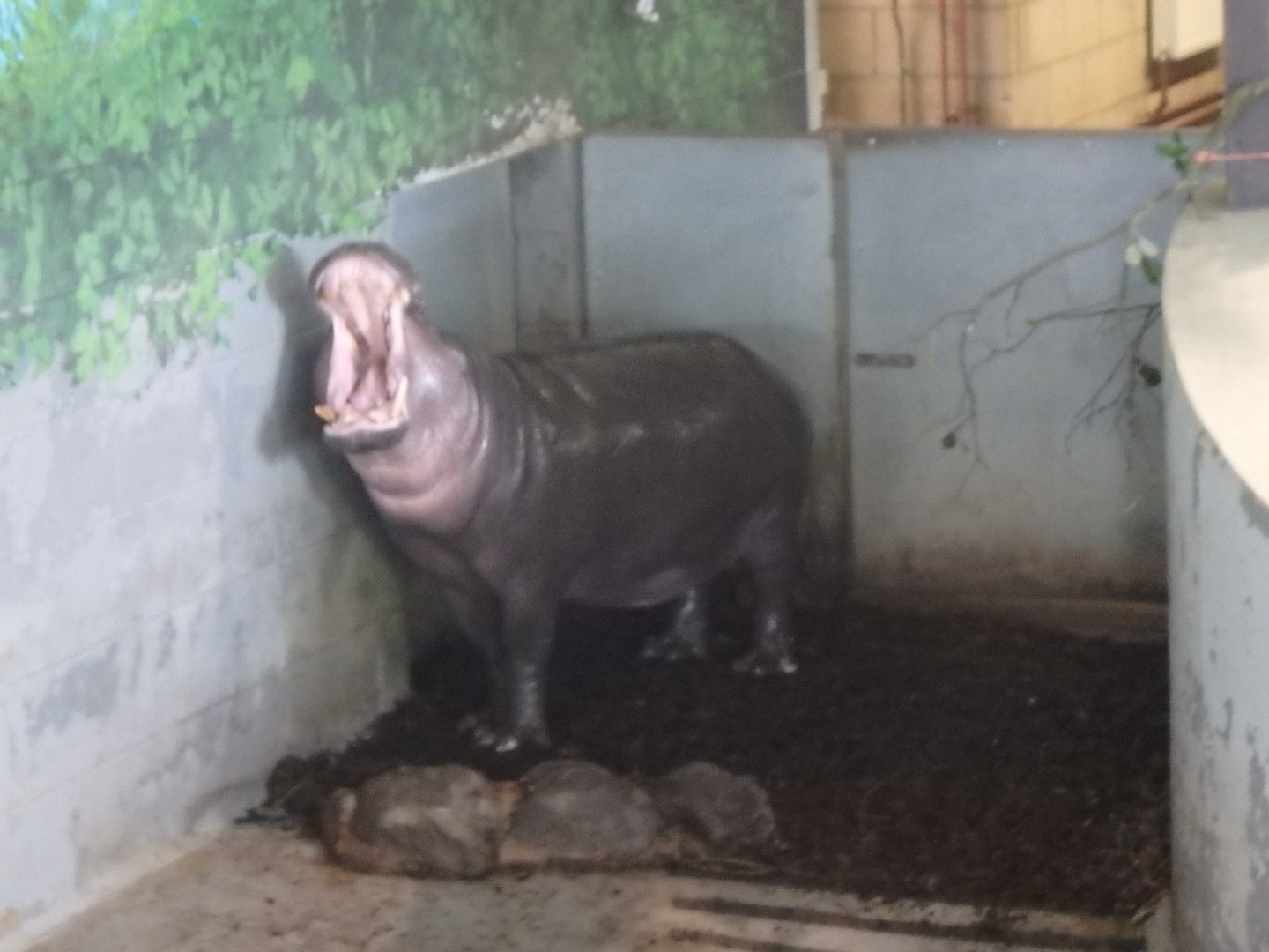 Pygmy hippopotamus