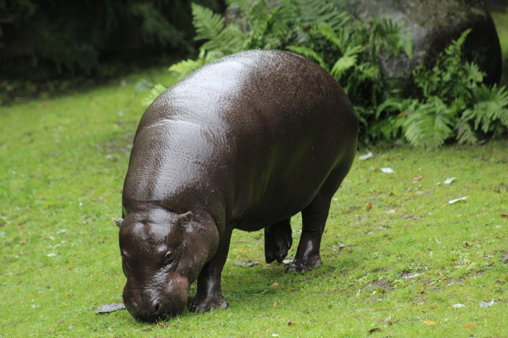 Pygmy Hippopotamus