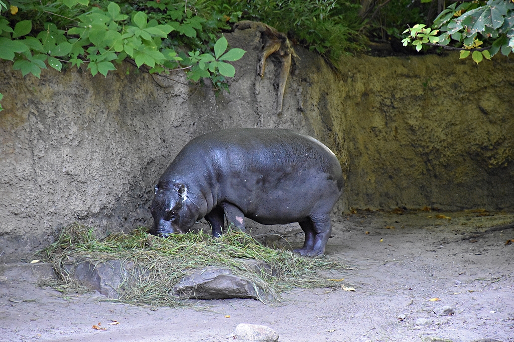 Pygmy hippopotamus