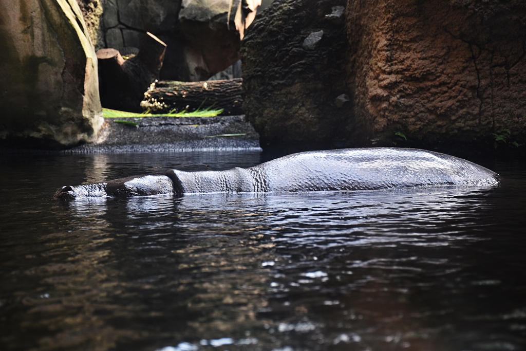 Pygmy hippopotamus