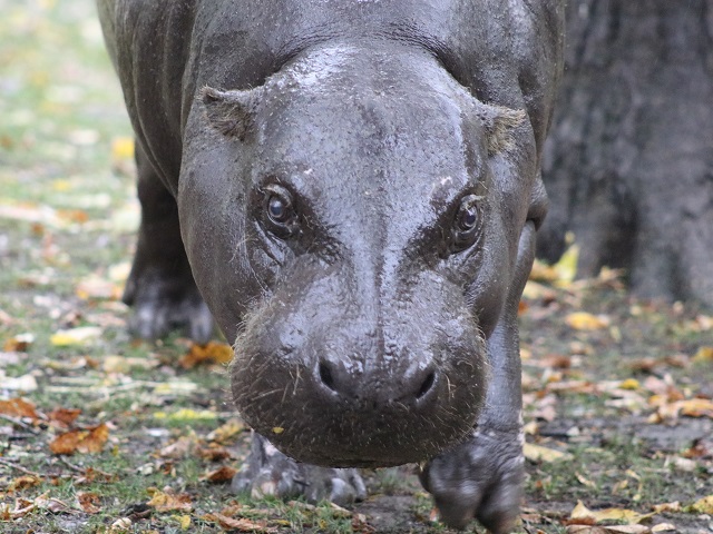 Pygmy Hippopotamus