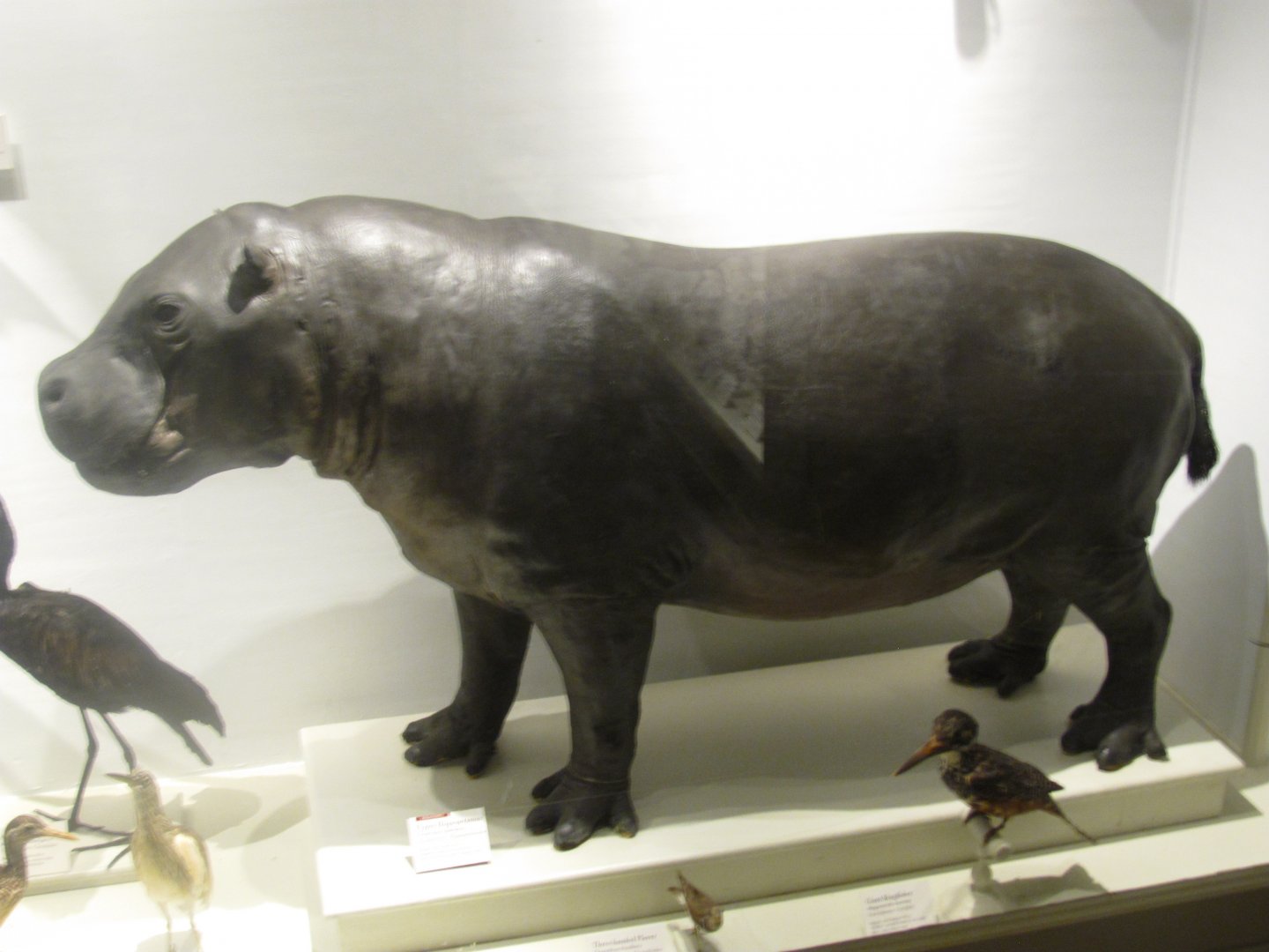 Pygmy Hippopotamus