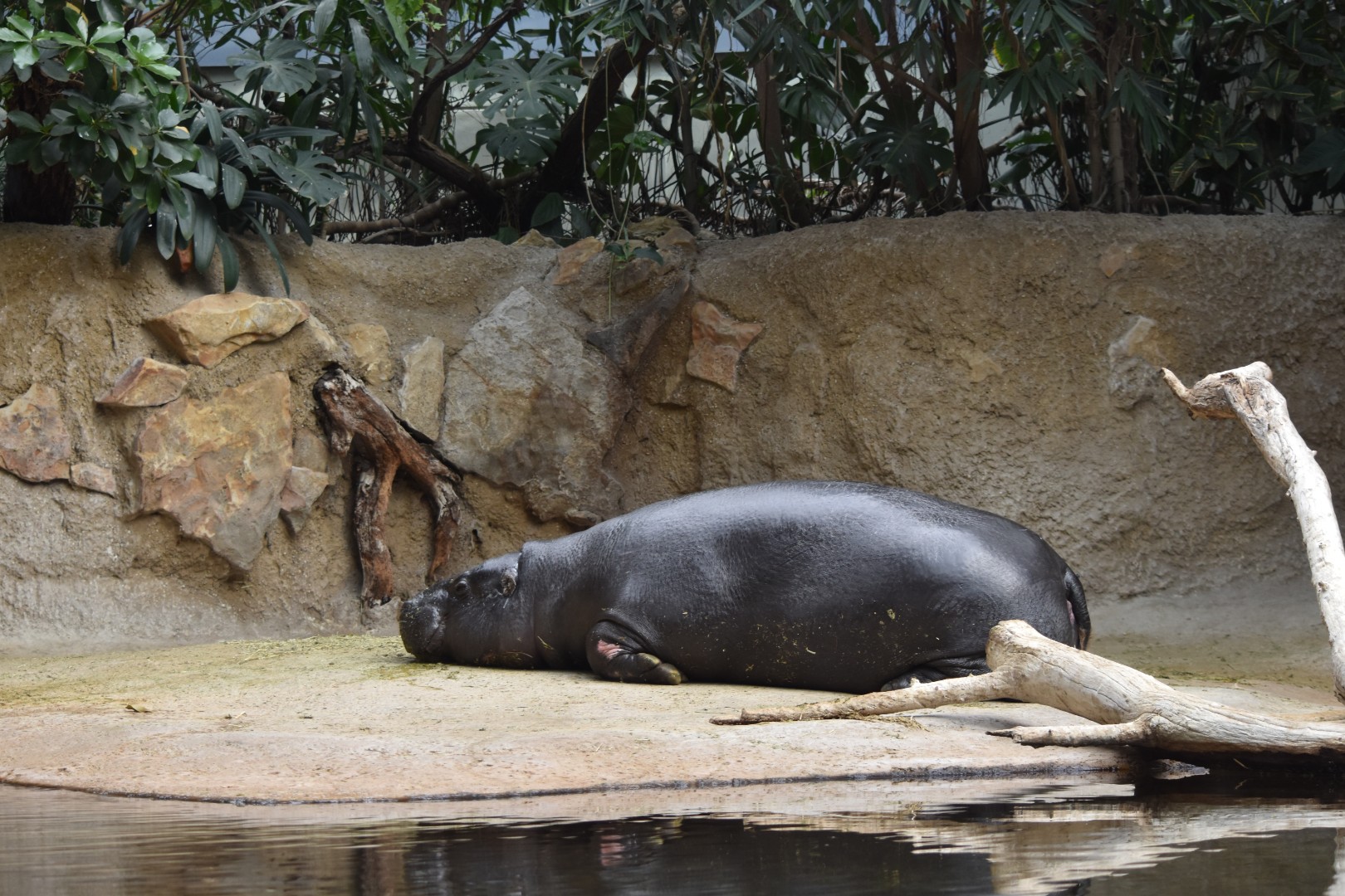 Pygmy hippopotamus