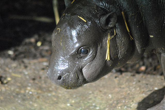 Pygmy hippopotamus