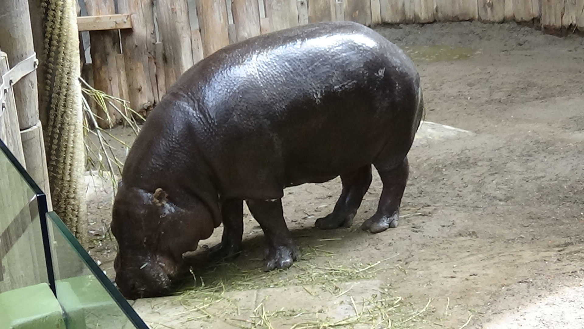 Pygmy hippopotamus