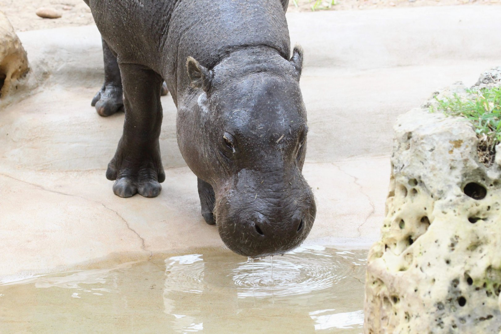 Pygmy Hippopotamus