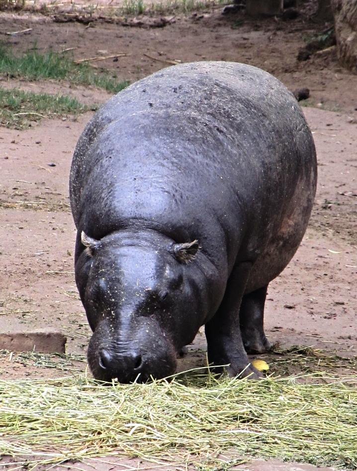 Pygmy Hippopotamus