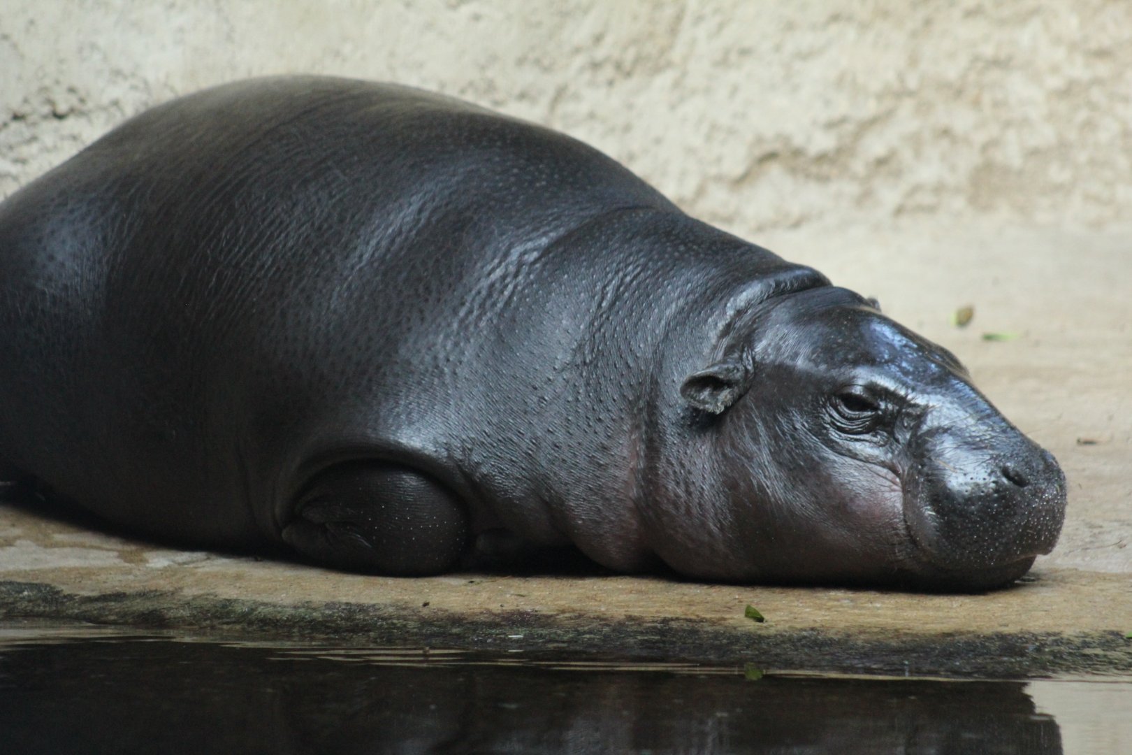 Pygmy Hippopotamus