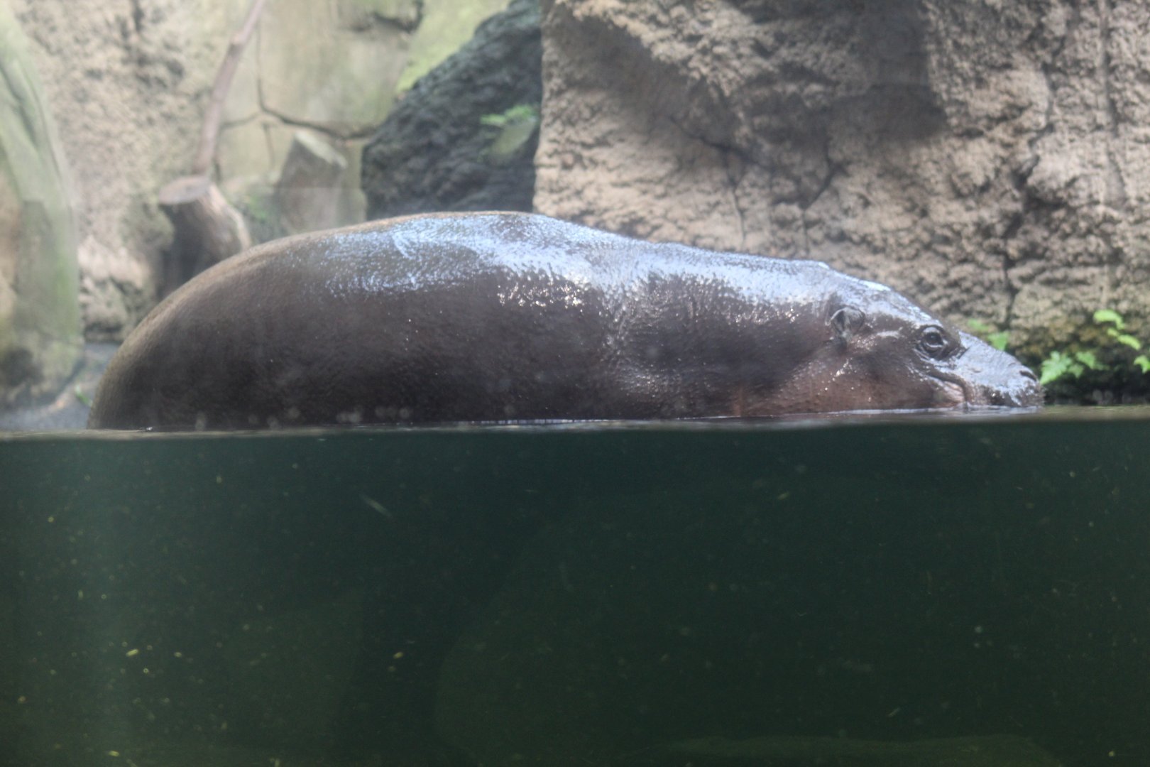 Pygmy Hippopotamus