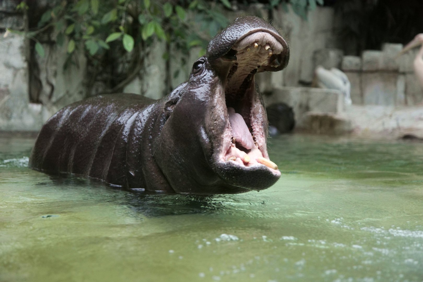 Pygmy hippopotamus