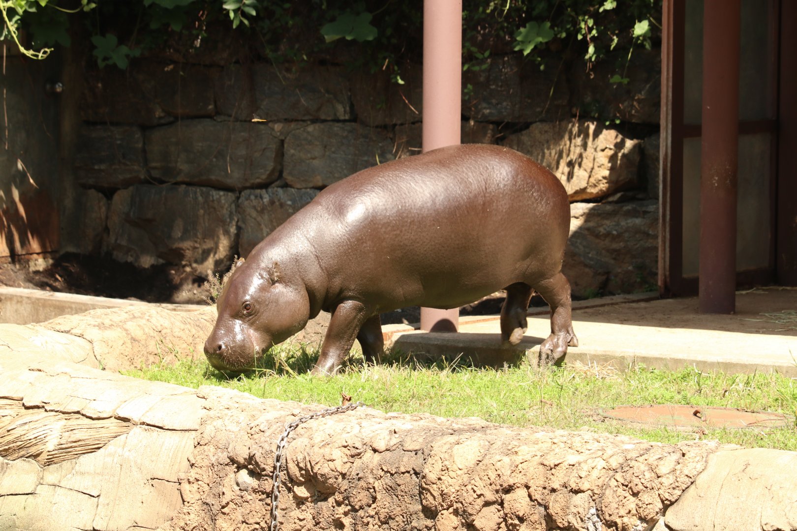Pygmy Hippopotamus