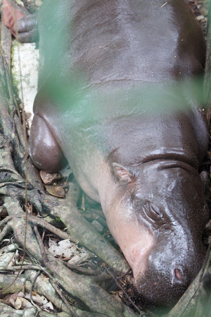 Pygmy Hippopotamus
