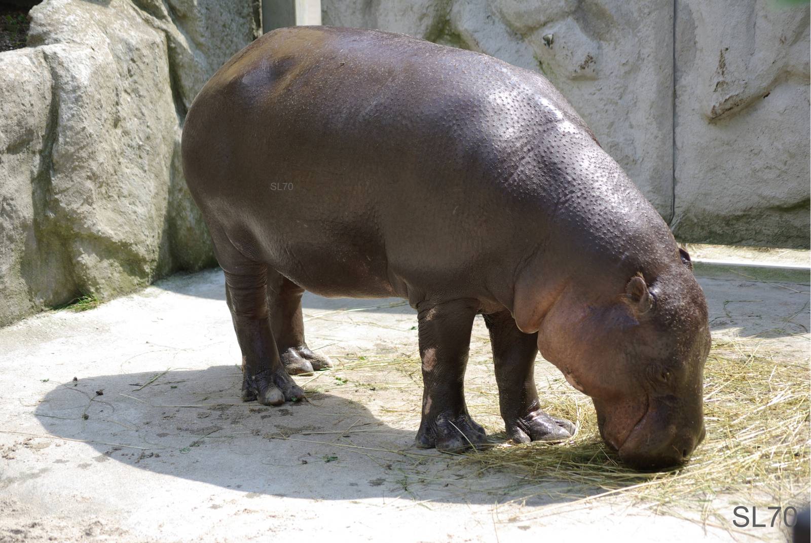 pygmy hippopotamus