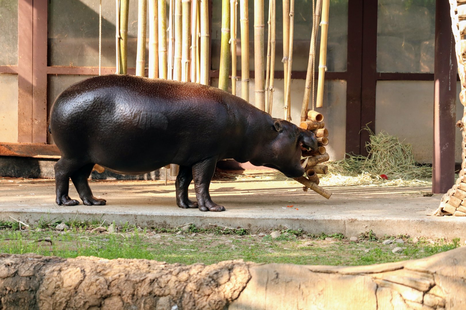 Pygmy Hippopotamus