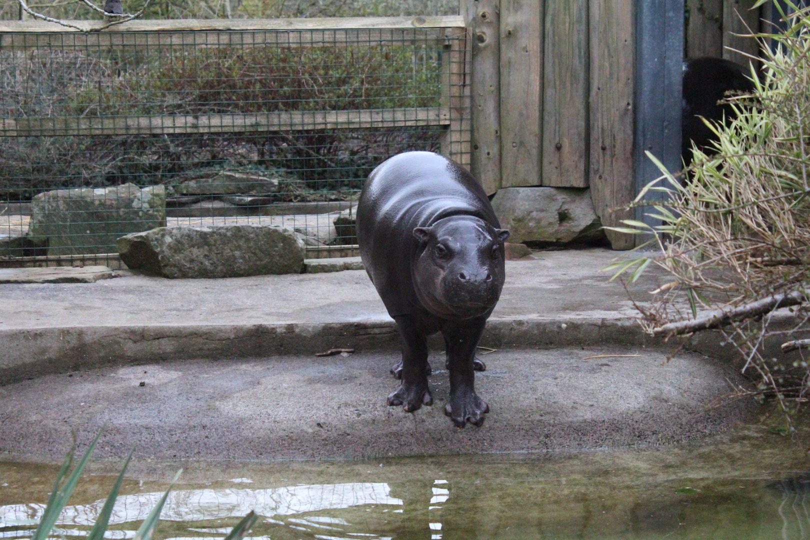 Pygmy Hippopotamus