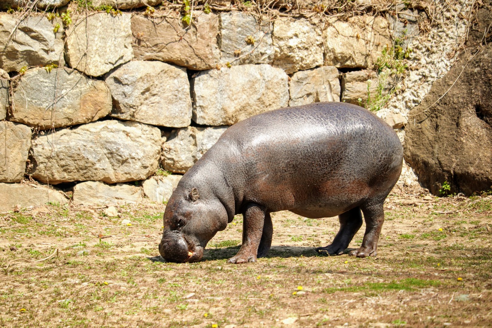 Pygmy Hippopotamus