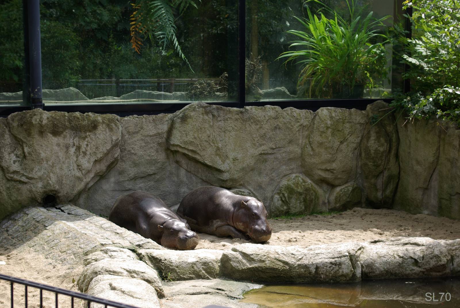 Pygmy Hippopotamus