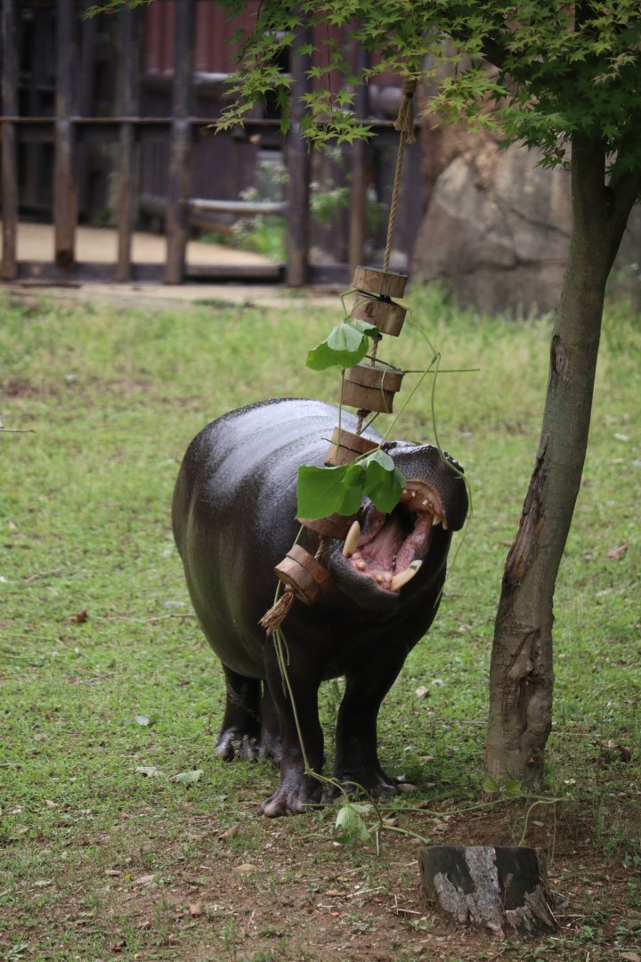 Pygmy Hippopotamus