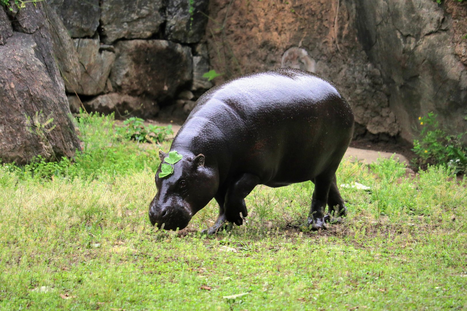 Pygmy Hippopotamus
