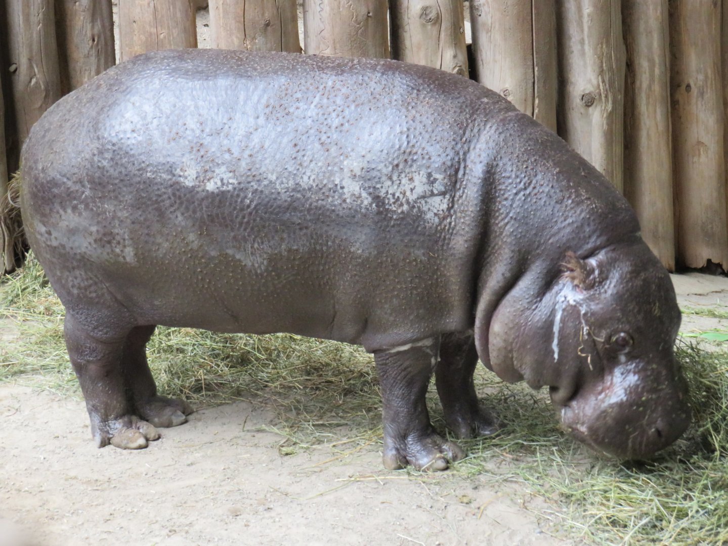 Pygmy hippopotamus