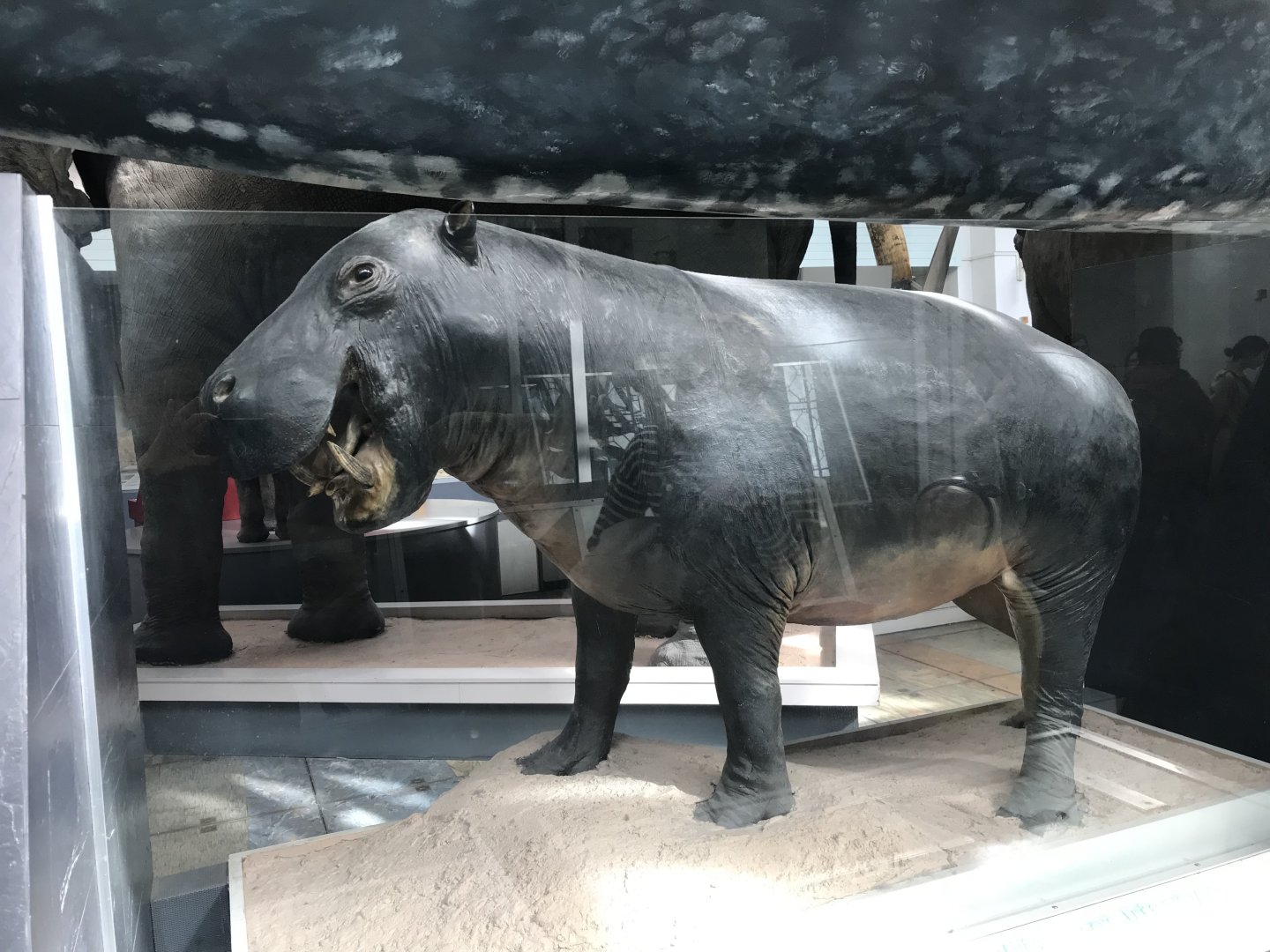 Pygmy hippopotamus