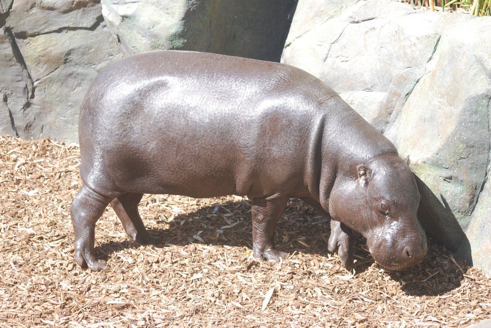 Pygmy hippopotamus