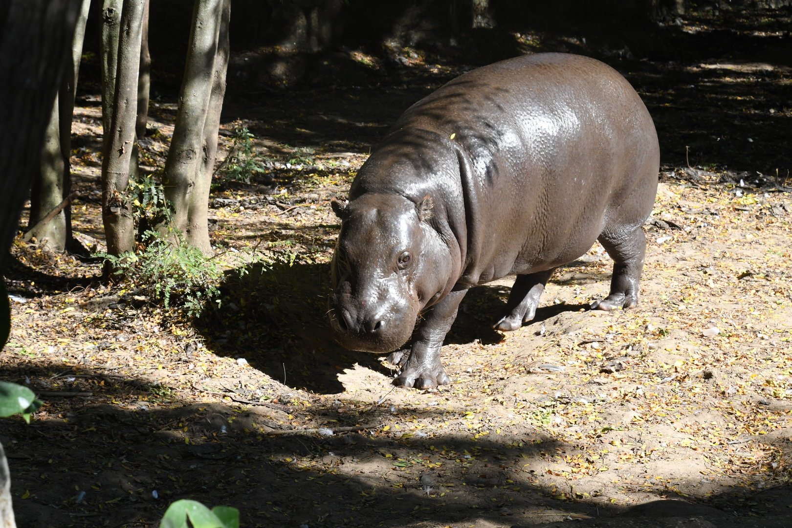 Pygmy Hippopotamus