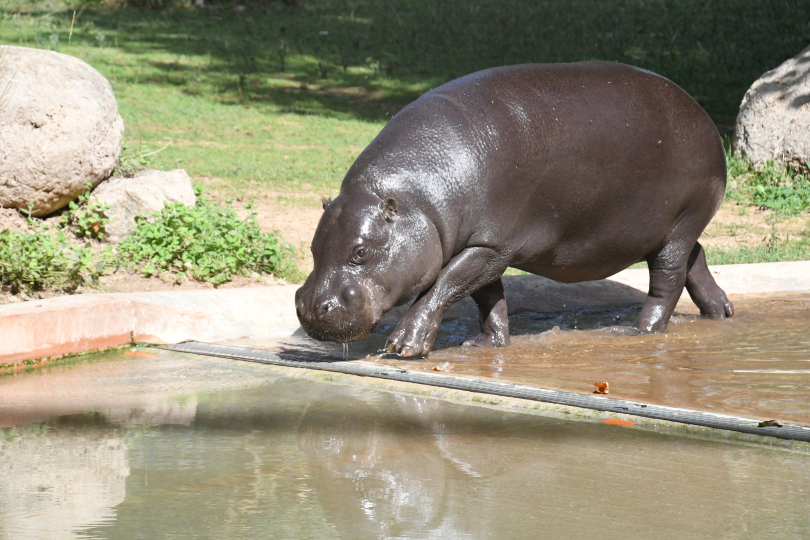 Pygmy Hippopotamus