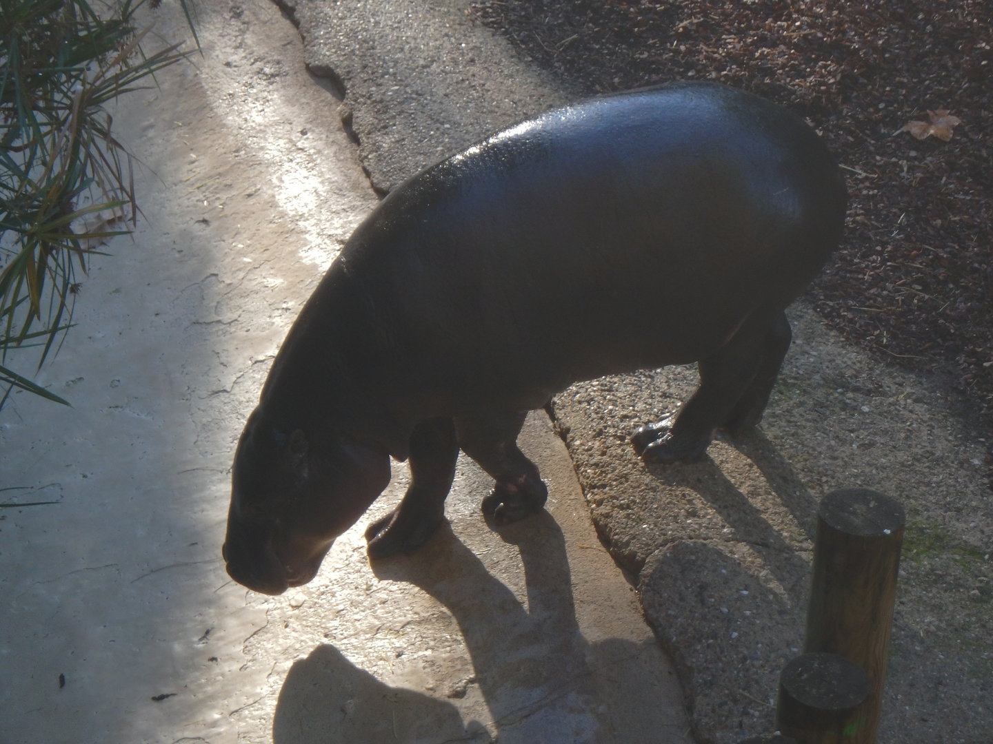 Pygmy hippopotamus