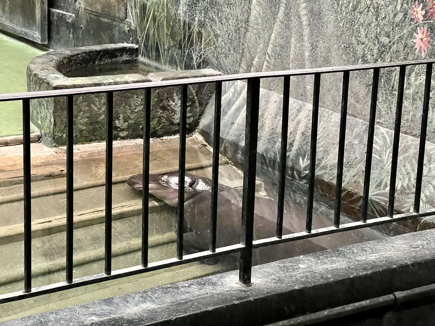 Pygmy Hippopotamus