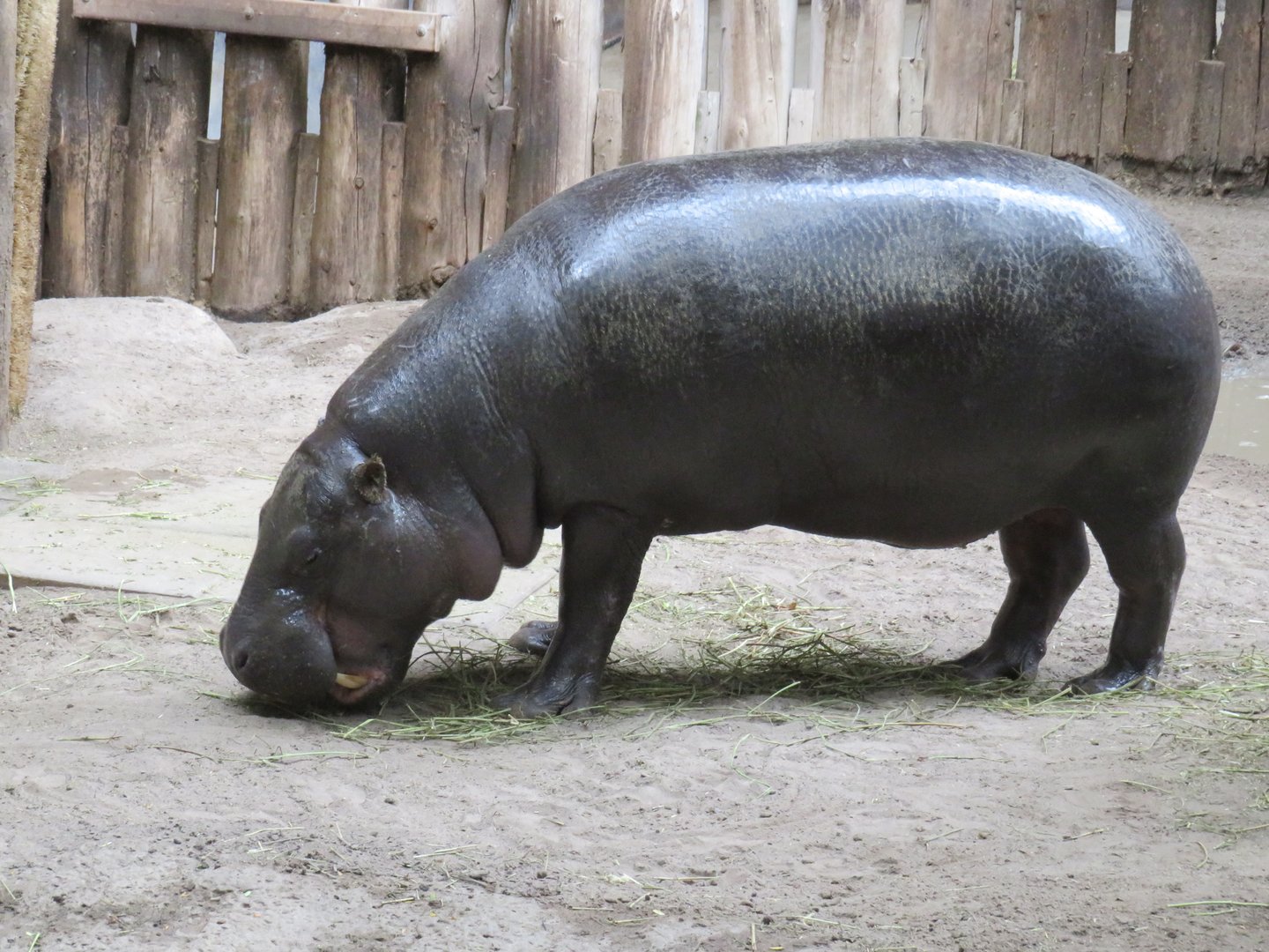 Pygmy hippopotamus