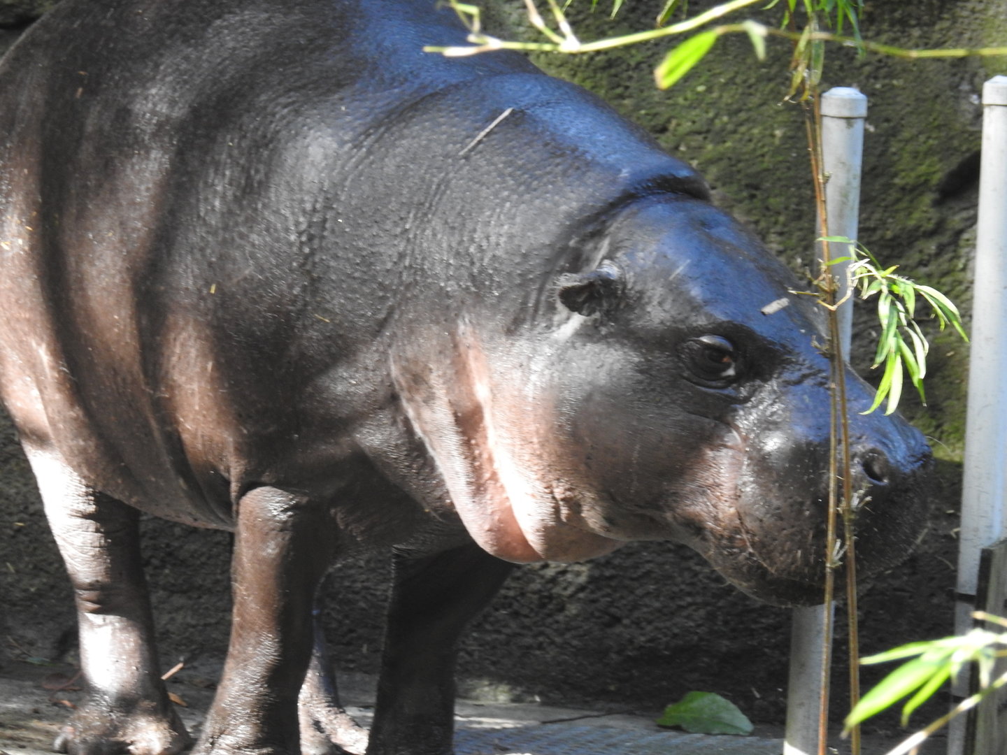 Pygmy Hippopotamus
