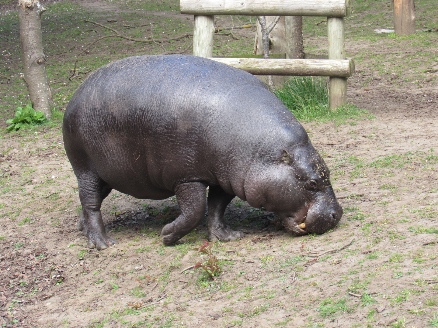 Pygmy Hippopotamus