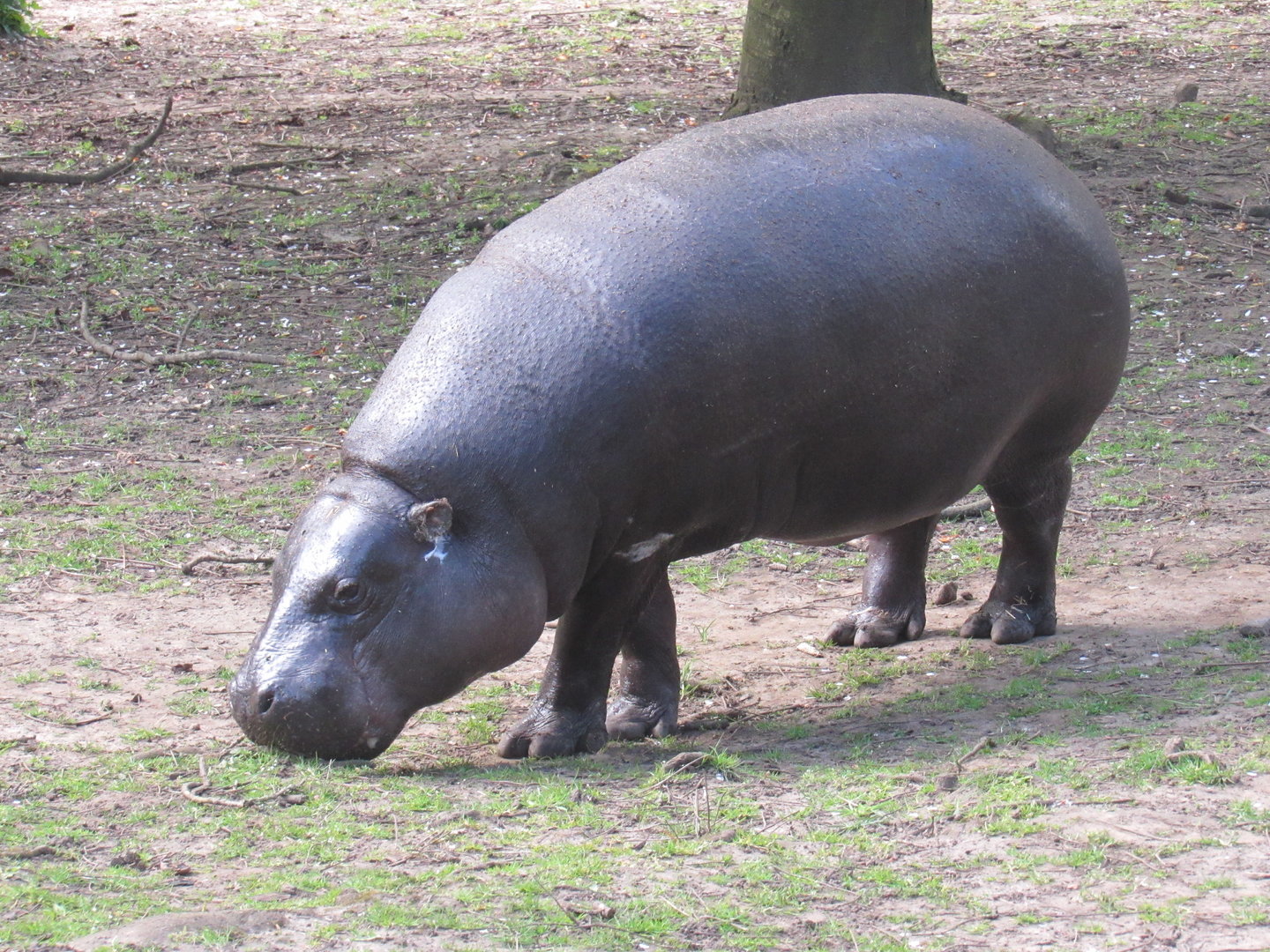 Pygmy Hippopotamus