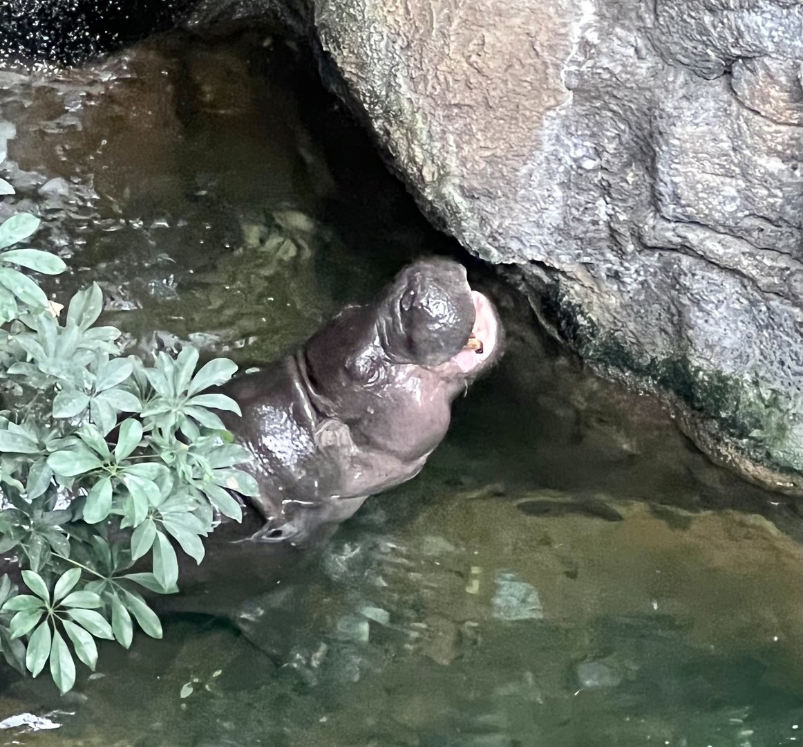 Pygmy Hippopotamus