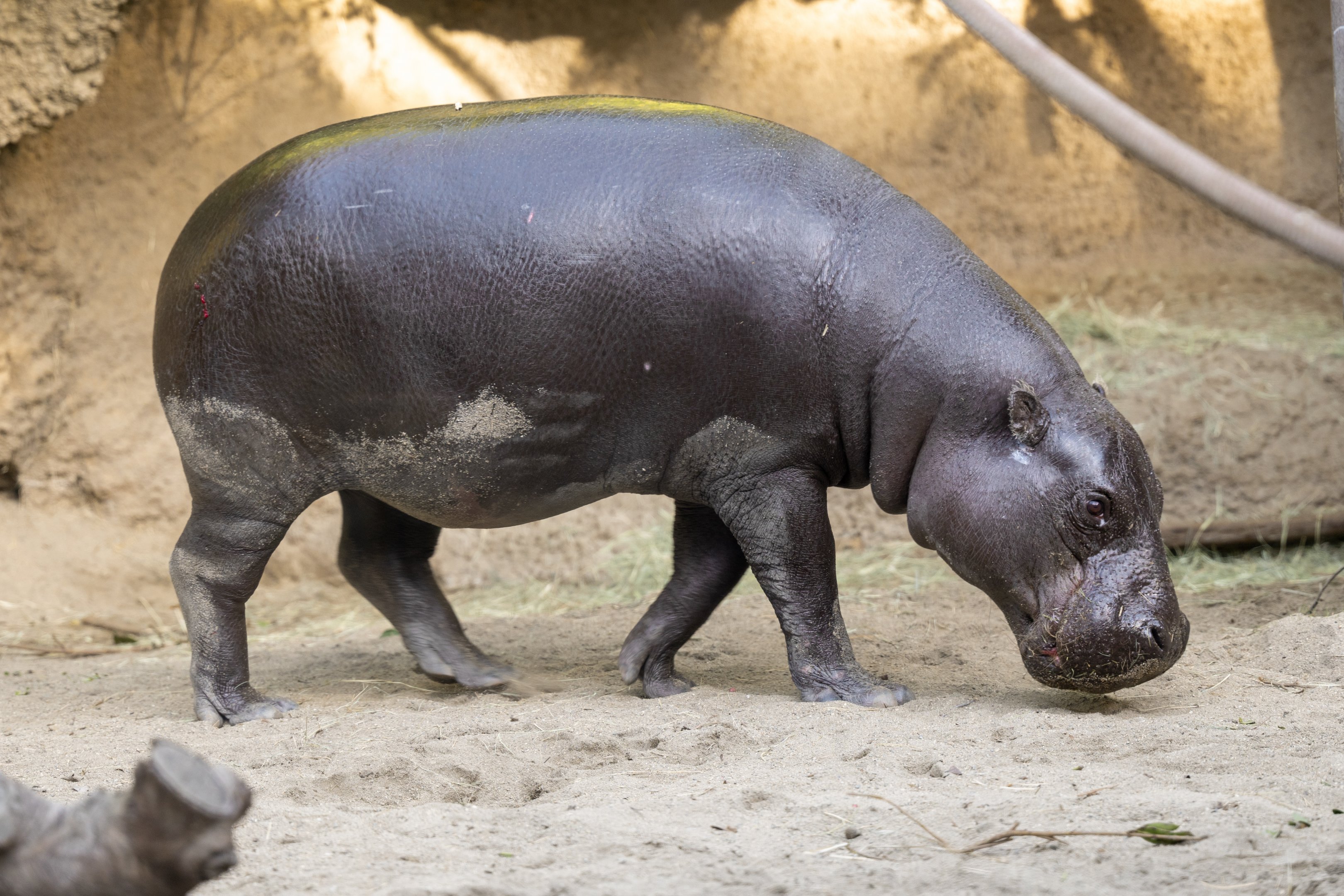 Pygmy Hippopotamus