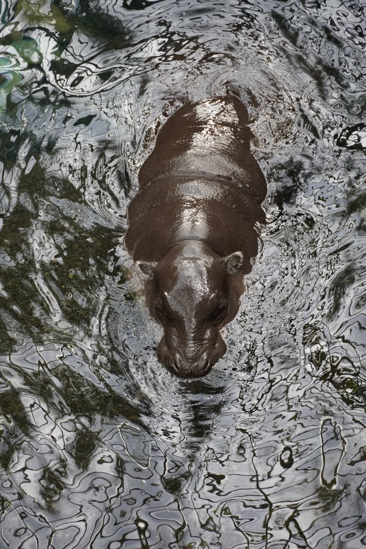 Pygmy Hippopotamus
