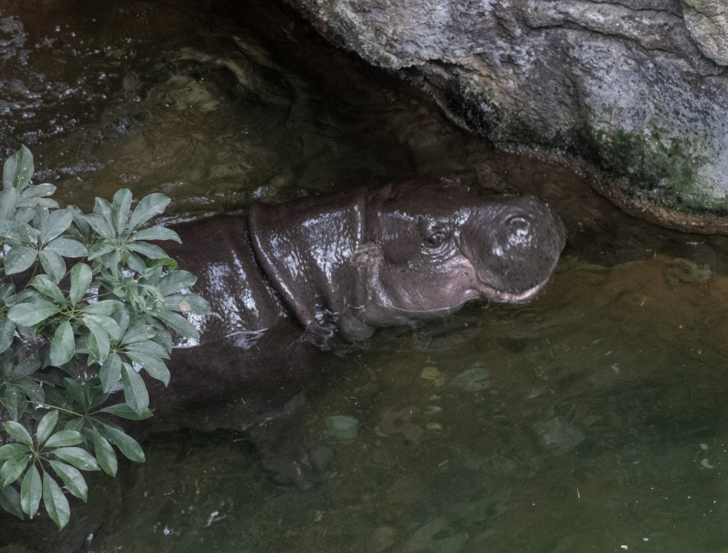 Pygmy Hippopotamus