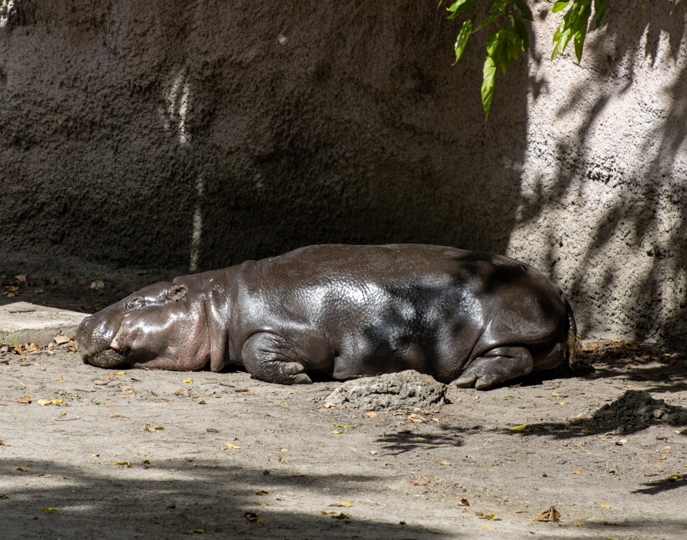 Pygmy Hippopotamus