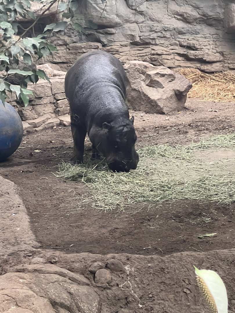 Pygmy Hippopotamus