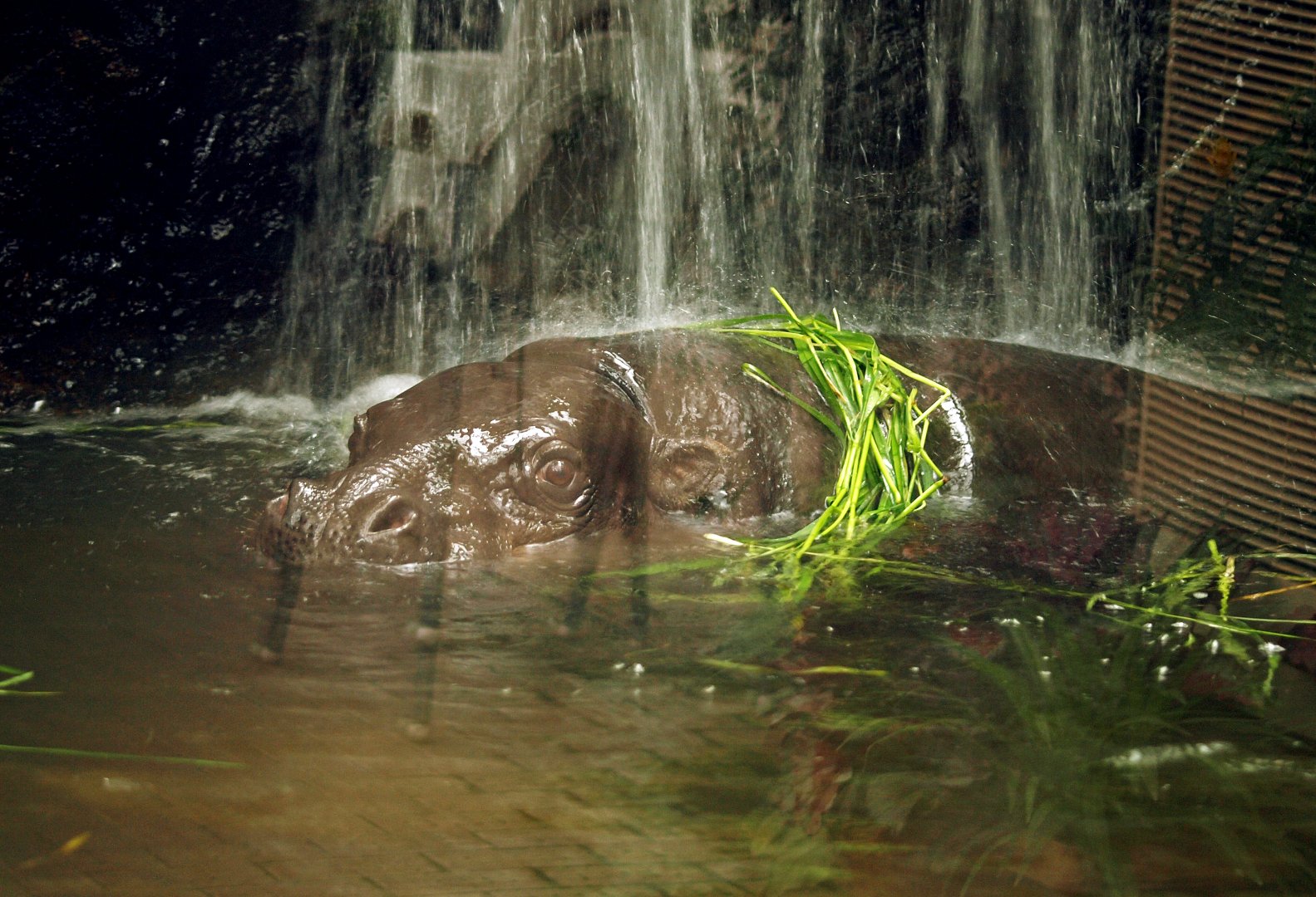 Pygmy hippopotamus