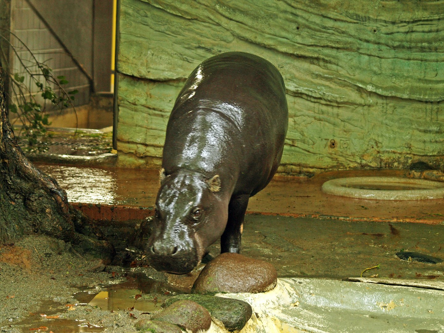 Pygmy hippopotamus