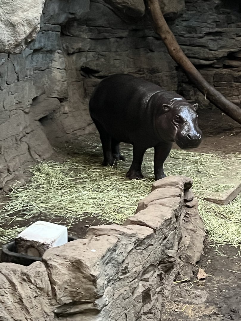 Pygmy Hippopotamus