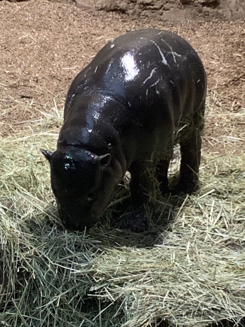 Pygmy hippopotamus