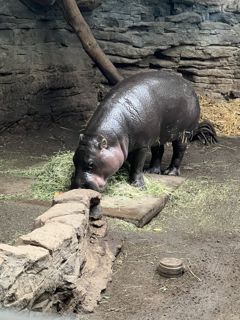 Pygmy Hippopotamus